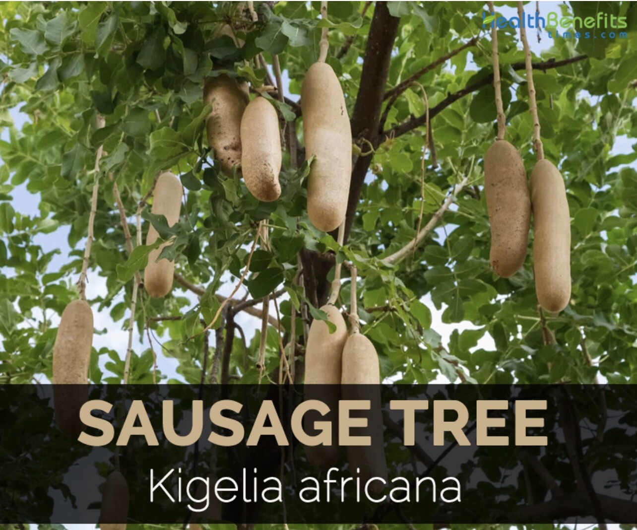 BIG 3 made of Kigelia Africana 100% Natural – Male Enlargement 10 Tea Bags