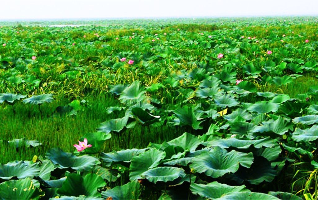 Dried Lotus Leaves, Loose Lotus Leaf Tea Organic Dried Lotus Leaf – Herbal Tea