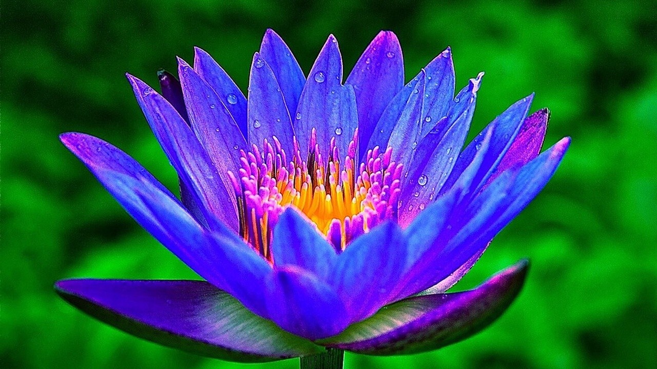 Blue Lotus Nymphaea Caerulea Dried Flower 100%Organic Natural Ceylon Herbal Tea