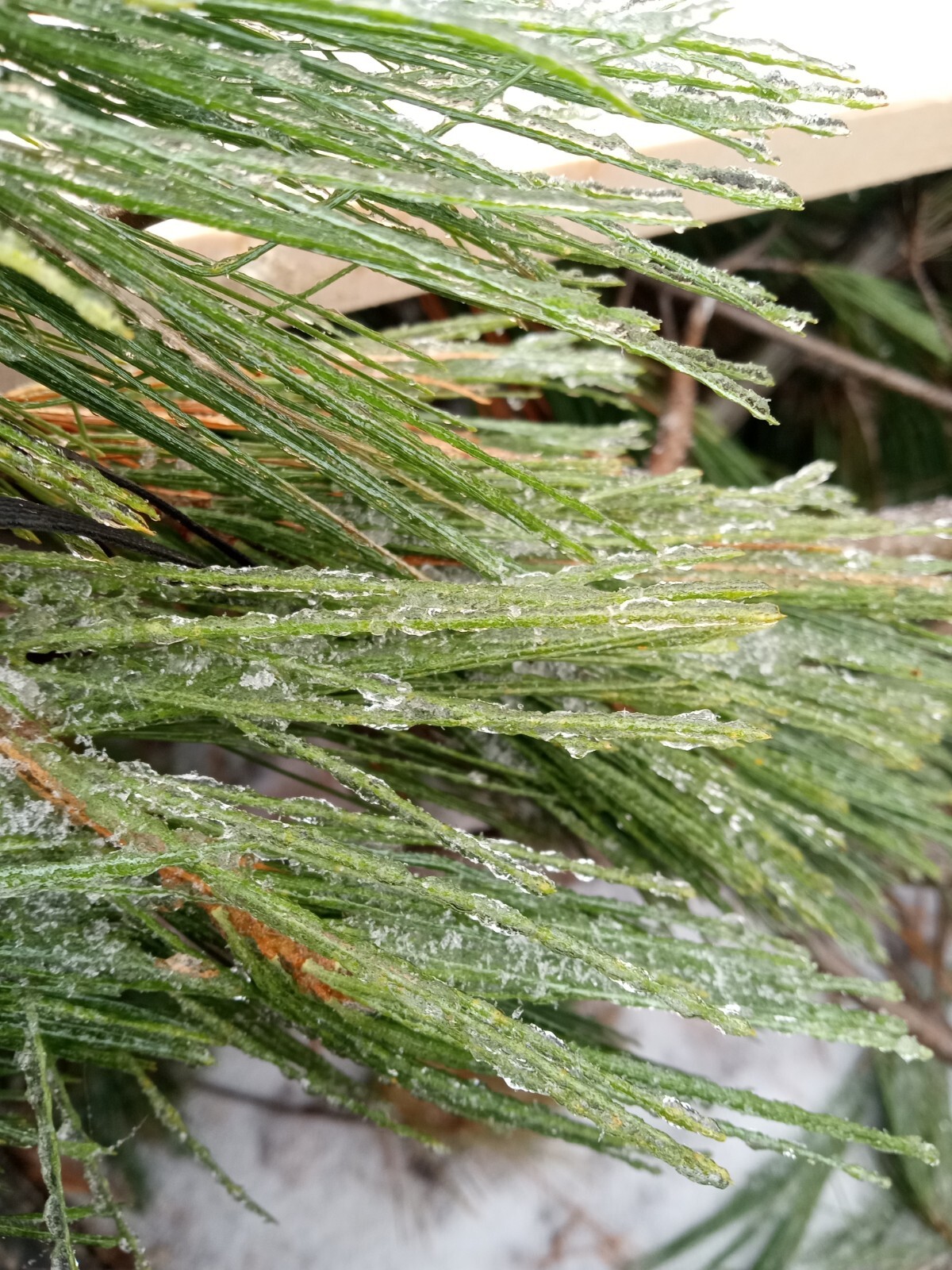 4oz MAINE DRIED EASTERN WHITE PINE NEEDLES PINUS STROBUS TEA ORGANIC