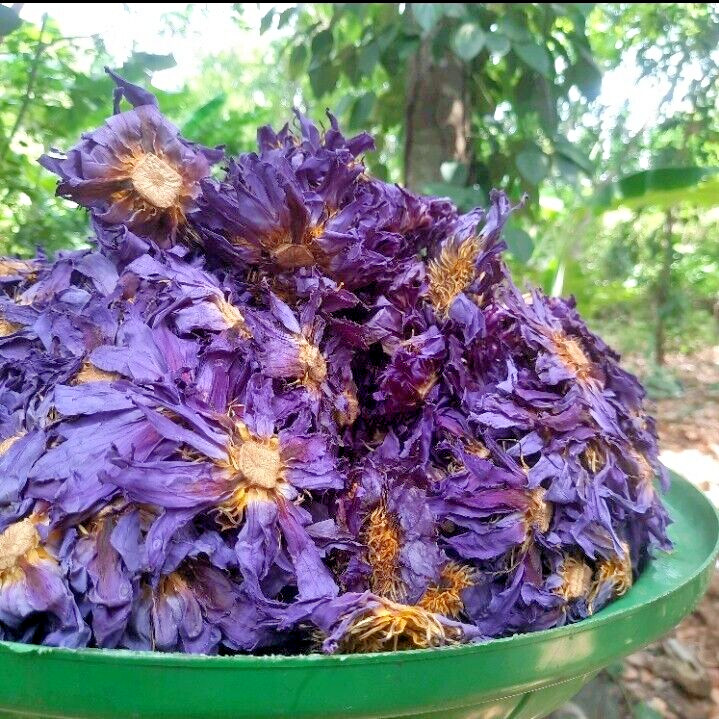 Dried Blue Lotus Flower Nymphaea Caerulea Natural Hand Picked Herbal Flowers