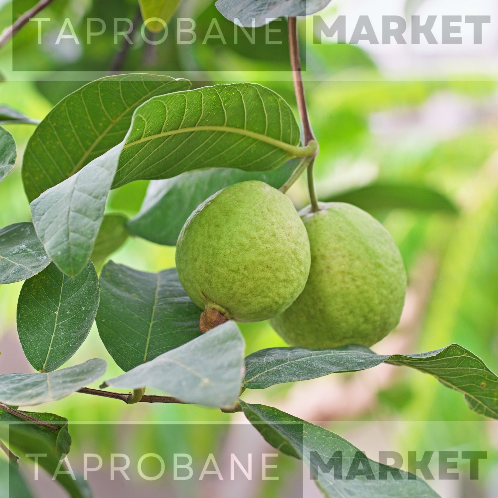 100% Natural Ceylon Guava Leaves | Herbal Tea Loose Leaf | Detox & Weight Loss