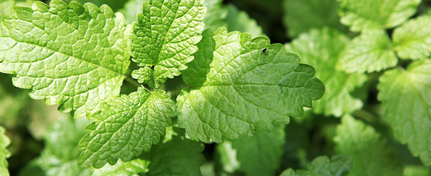 Lemon Balm Tea Bag – 1.5g X 50 Count – Pure Natural Dried Lemon Balm Herb –