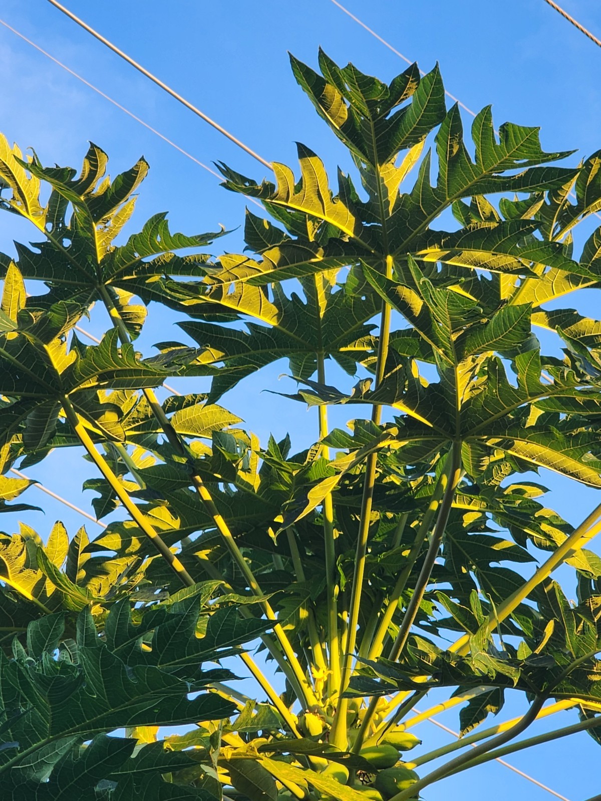 8 Fresh Organic Papaya Leaves hand-picked
