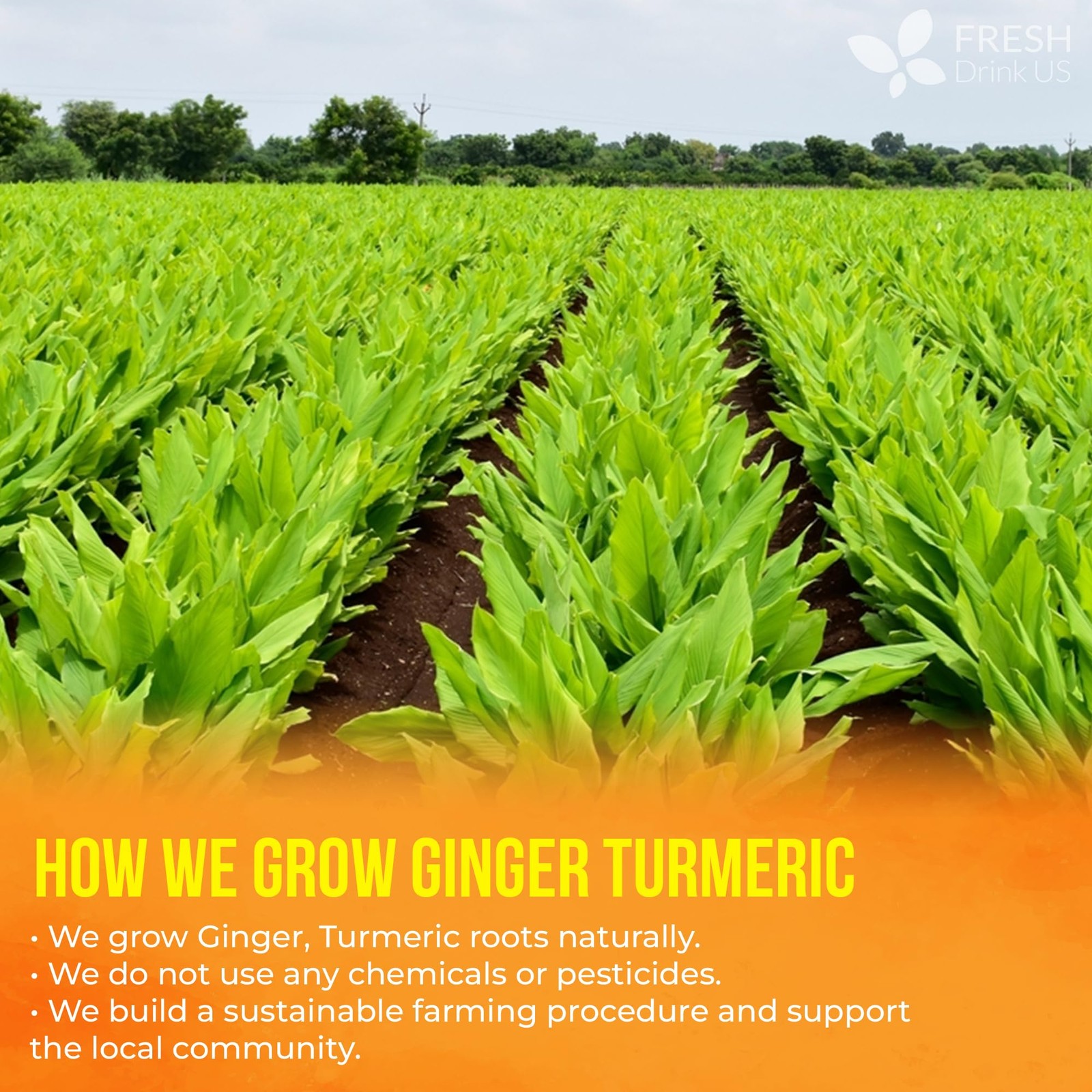 , Premium 135 Ginger Turmeric Tea Bags, 100% Natural Ingredients, Handmade Bl…