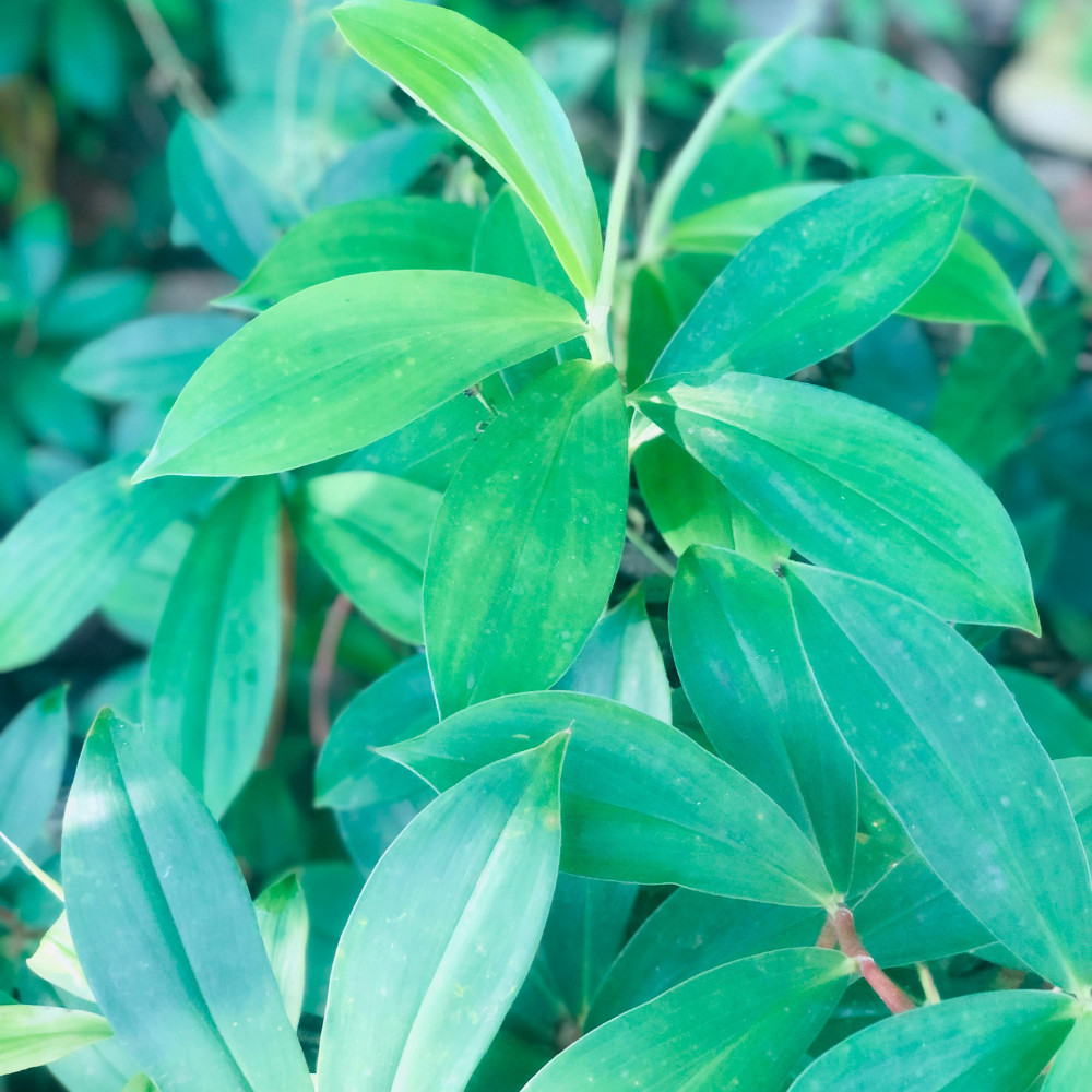 Organic Insulin Plant Leaf Tea Bags Herbal Drinks Costus Igneus leaves Powder