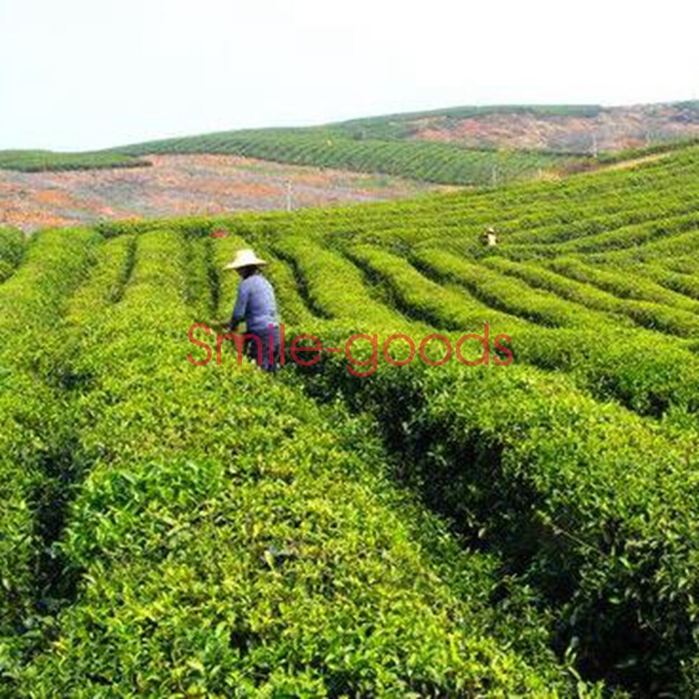 Premium Organic Jasmine Dragon Ball Green Tea Pure Chinese Leaf Loose 200g/7oz