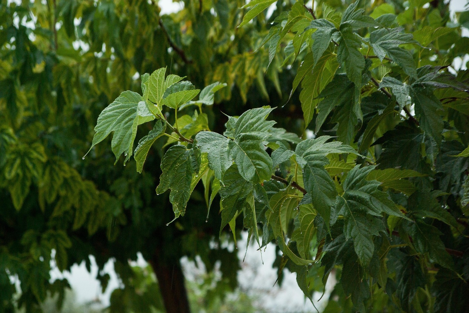 Peak Season Hand Picked Fresh on our All Natural Farm Dried Mulberry Leaves