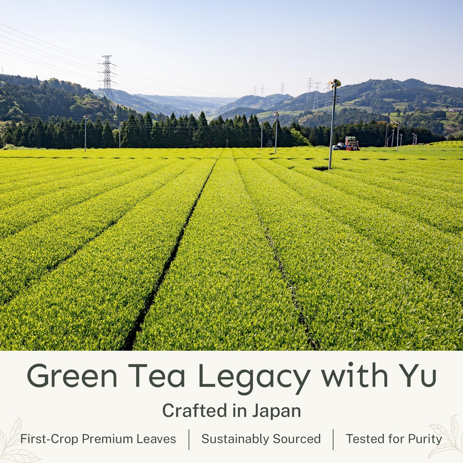 Yu Tea Decaf Organic Sencha Green Powder, 100 1 Pouch (100 Servings)
