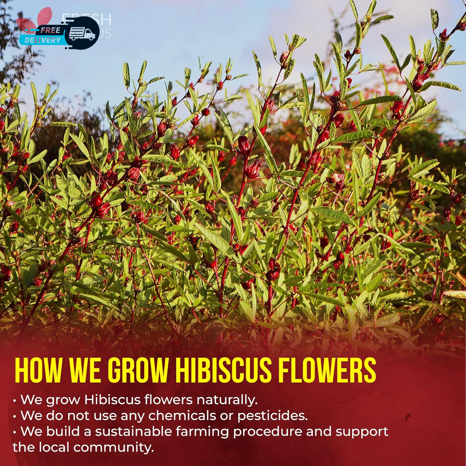140 Hibiscus Flowers Tea Bags 100% Natural, Pure from Hibiscus Flowers.
