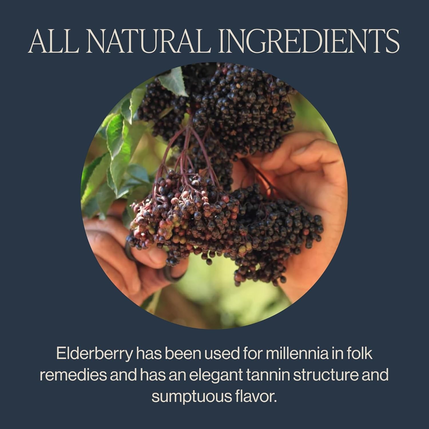 Elderberry Herbal Tea Sachets Organic Immune Boosting 15 Count Pack