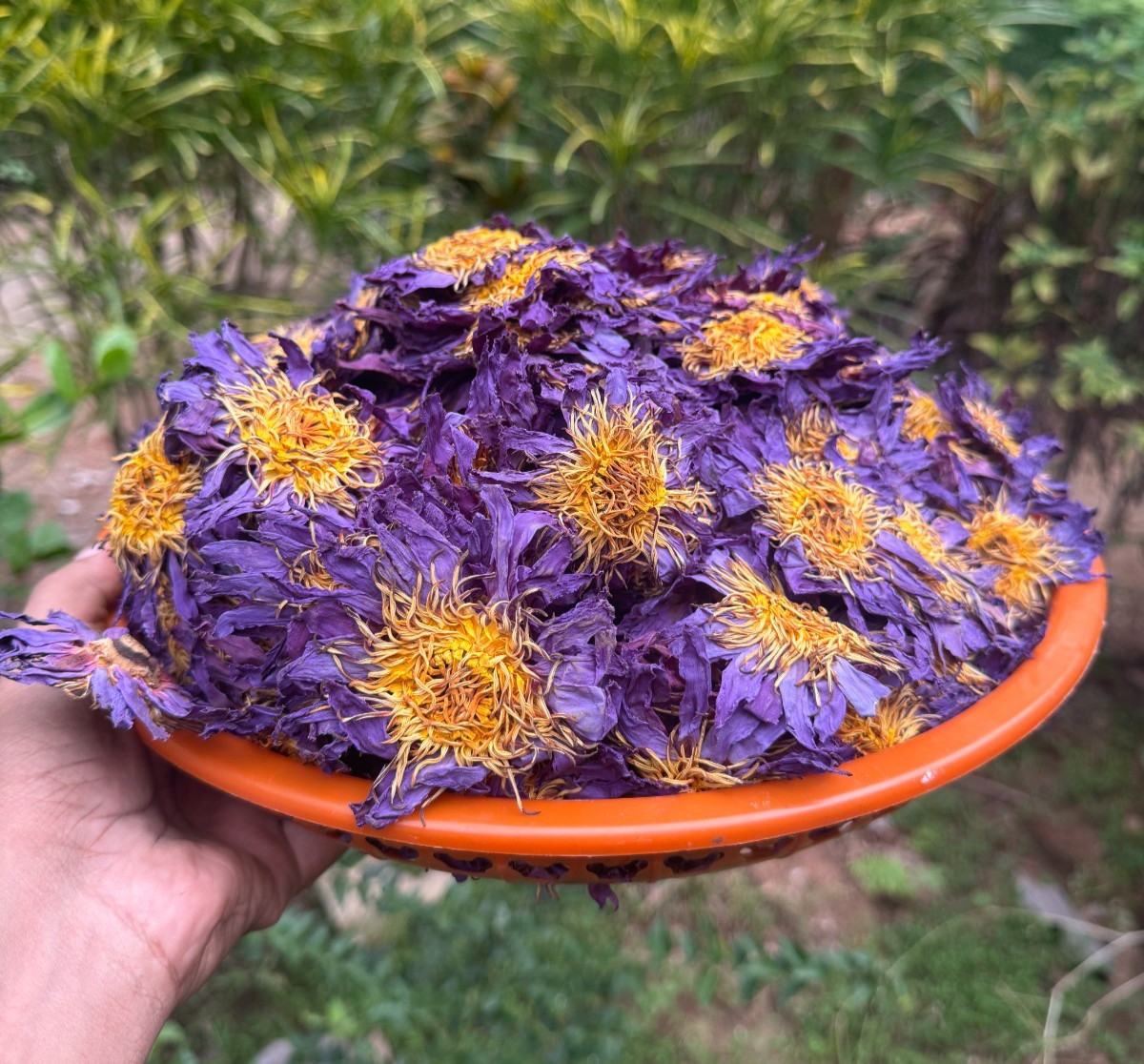 Dried Blue Lotus Flower Nymphaea Caerulea Natural Hand Picked Herbal Flowers