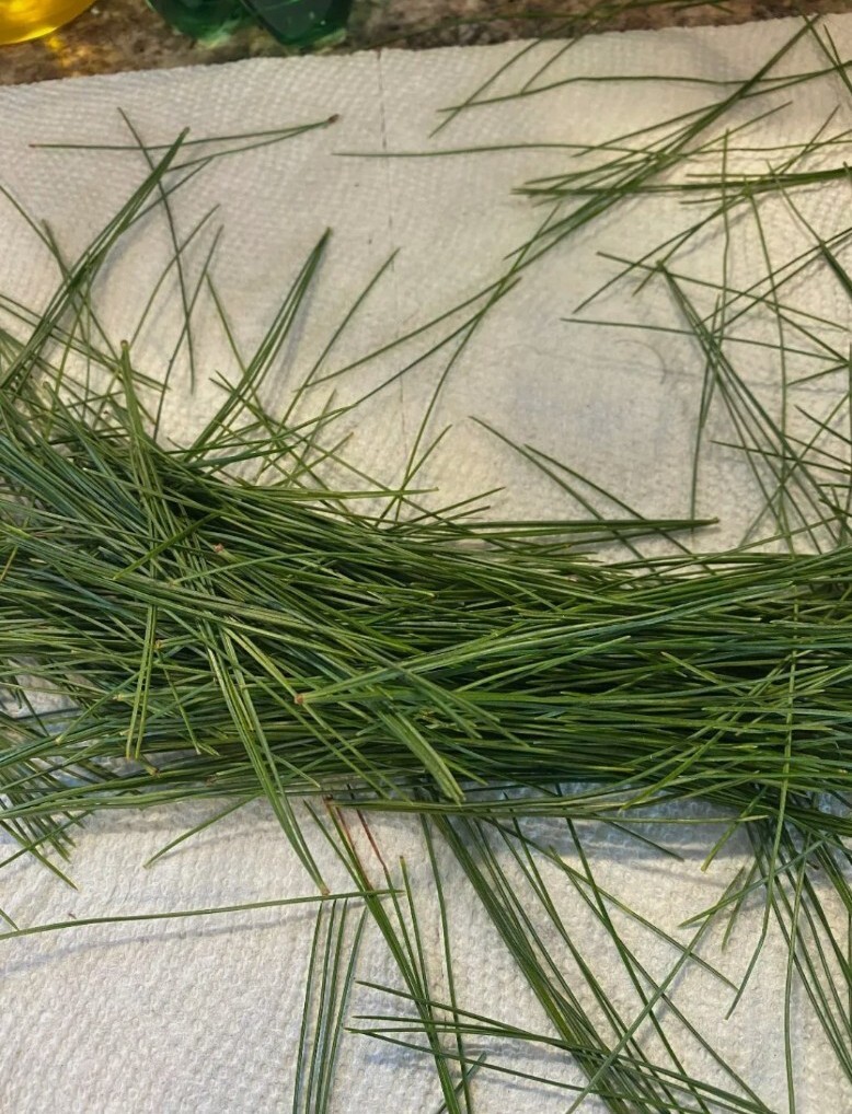 Pine Needle Tea 25 Bags Wild Suramin Organic Fresh Immunity Boost Vitamin C & A