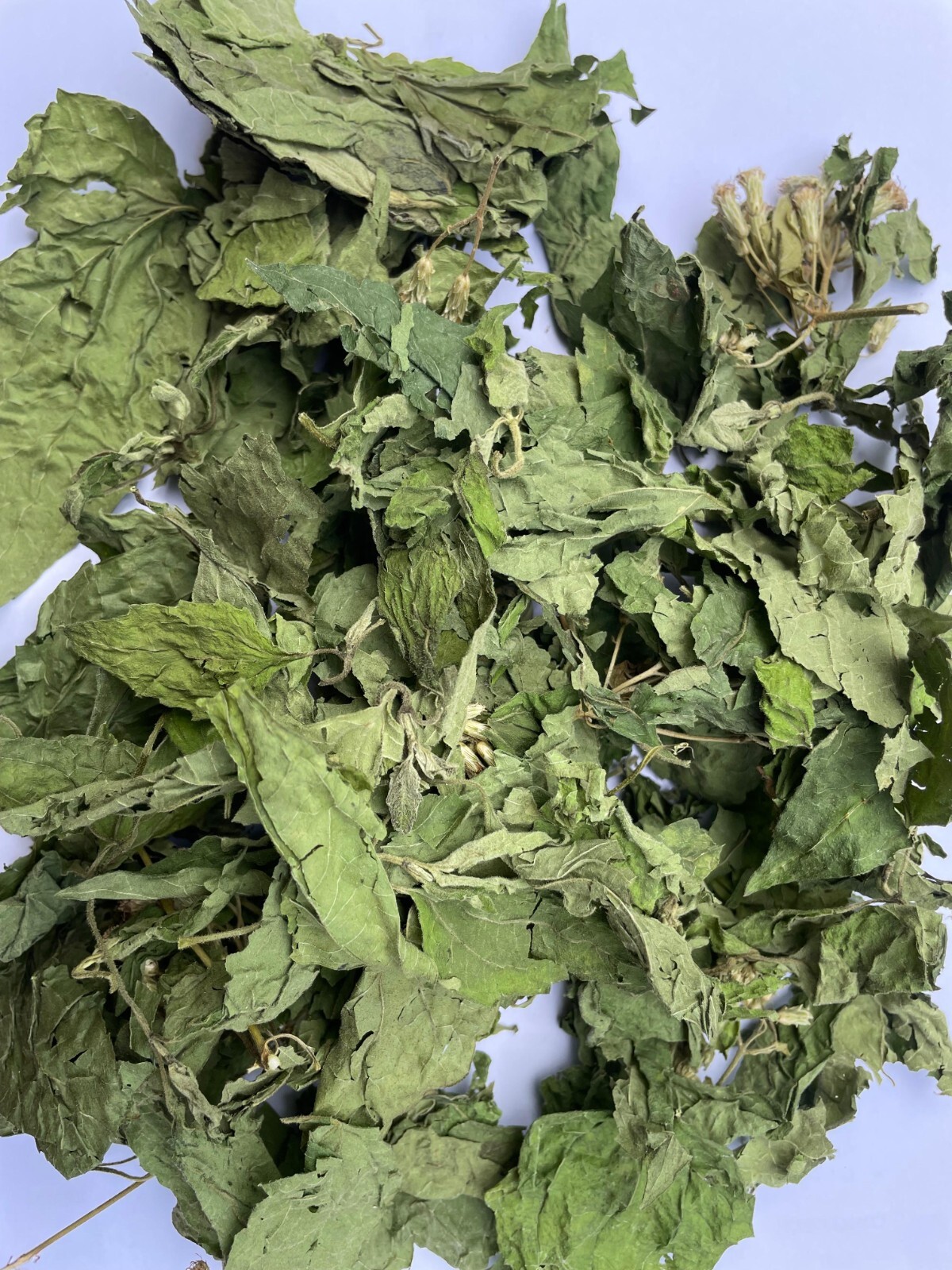 Calea Zacatechichi Mexican Dream Herb Lucid Dream Pure Dried Leaves Herbal Tea