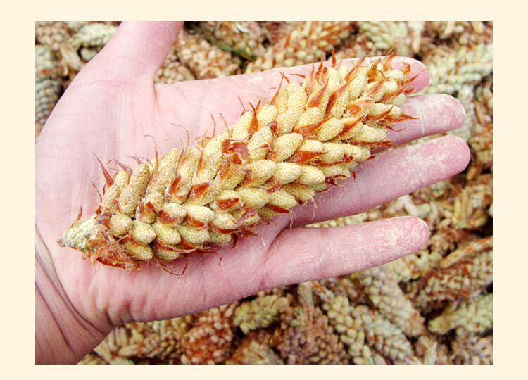 Yundao China Yunnan Pine Pollen Pcs 100g Cracked Broken Cell Wall
