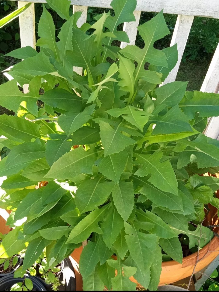 1 Cup Dried Wild Lettuce Whole Plant(Lactuca Virosa)For Tea or Tincture.US grown