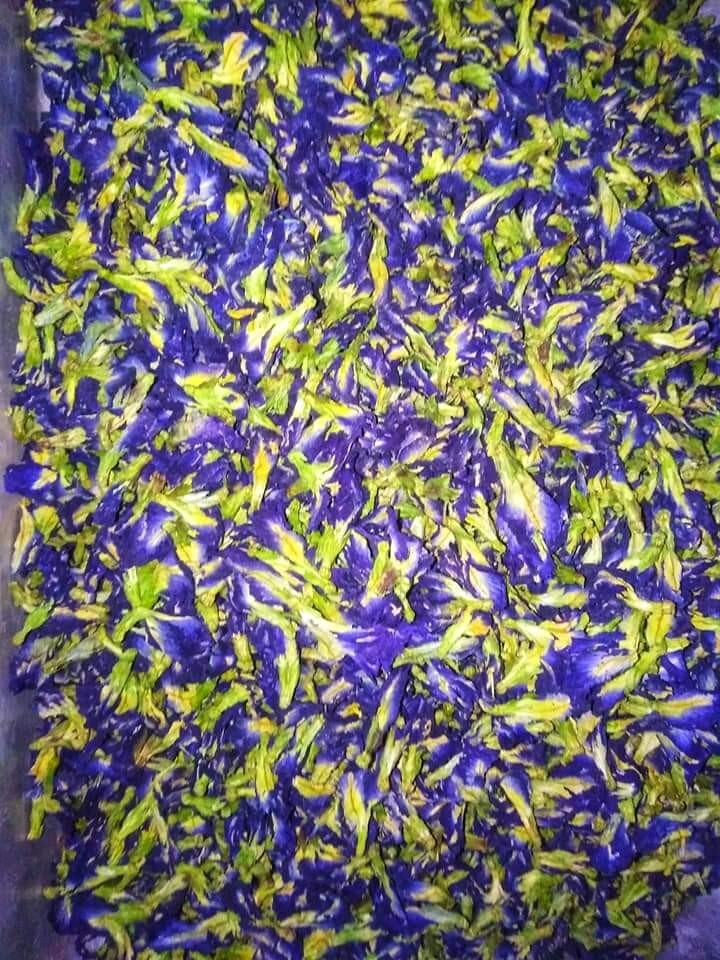Natural Dried Nil Katarolu Powder Pure 100% Organic Herbal Drink Sri Lanka 500g