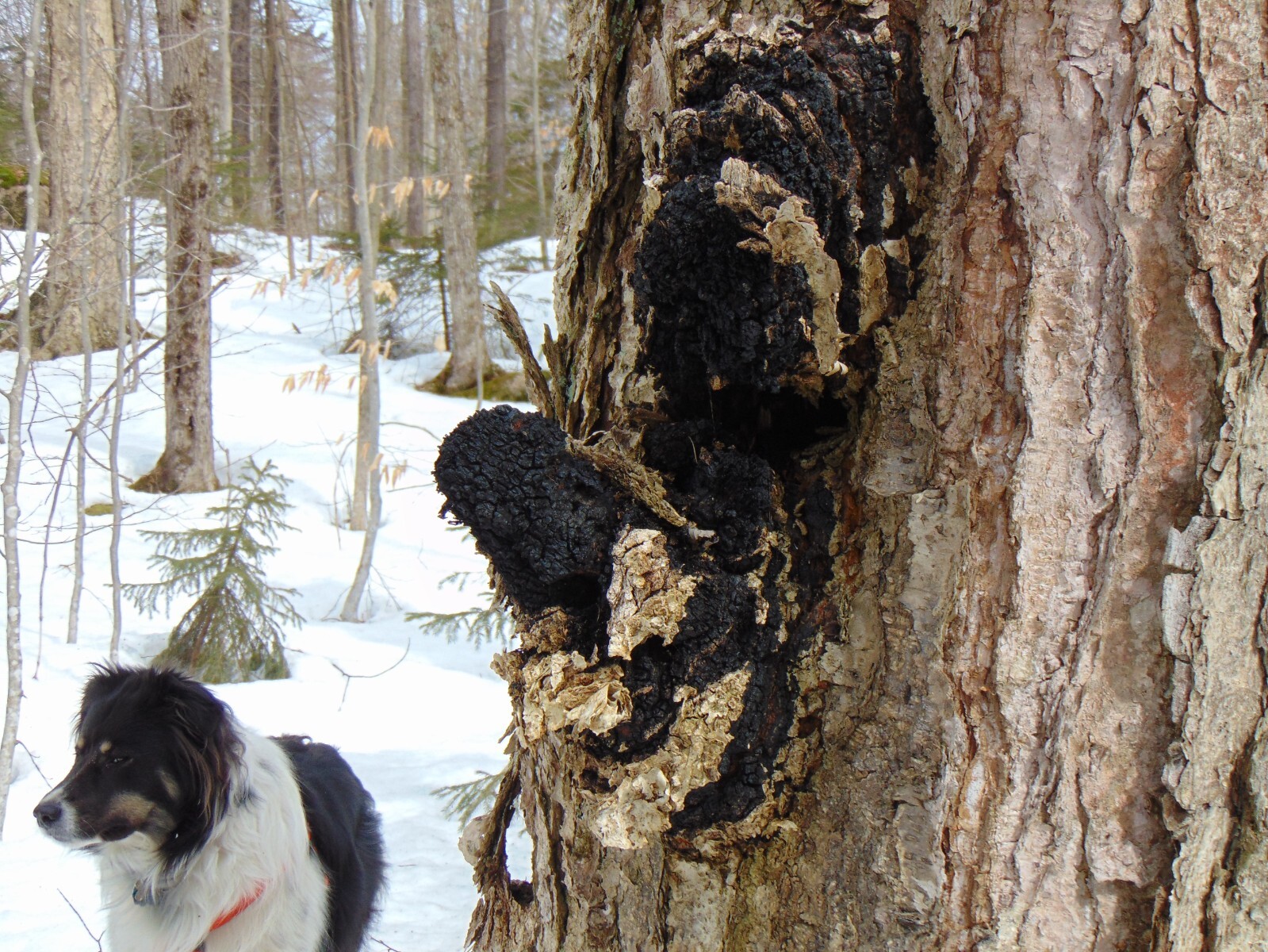 Wild Chaga Tea Bags