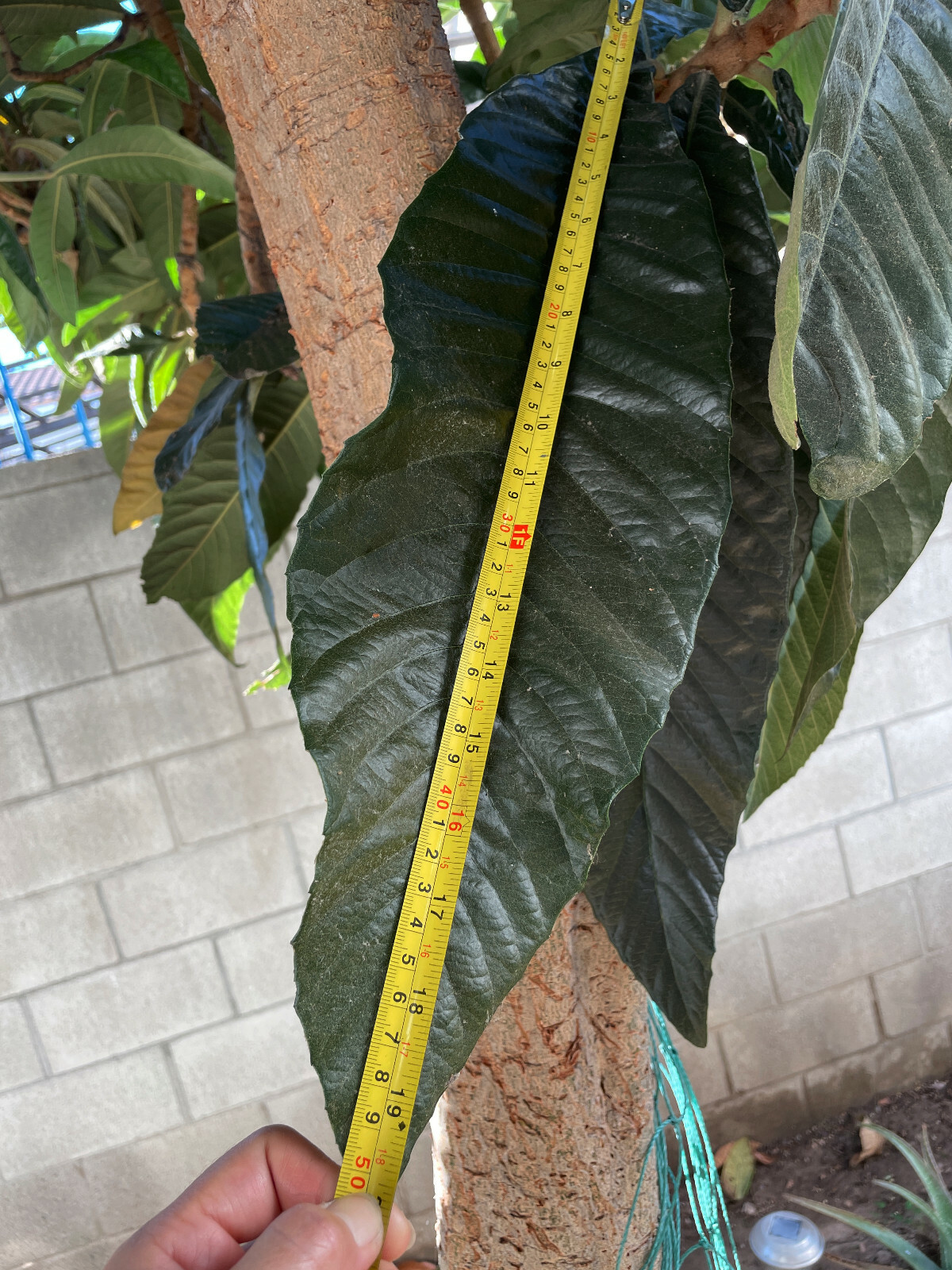 Organic Giant Loquat Leafs Chinese plum Herb Fresh 40-50cm / 16-19″long
