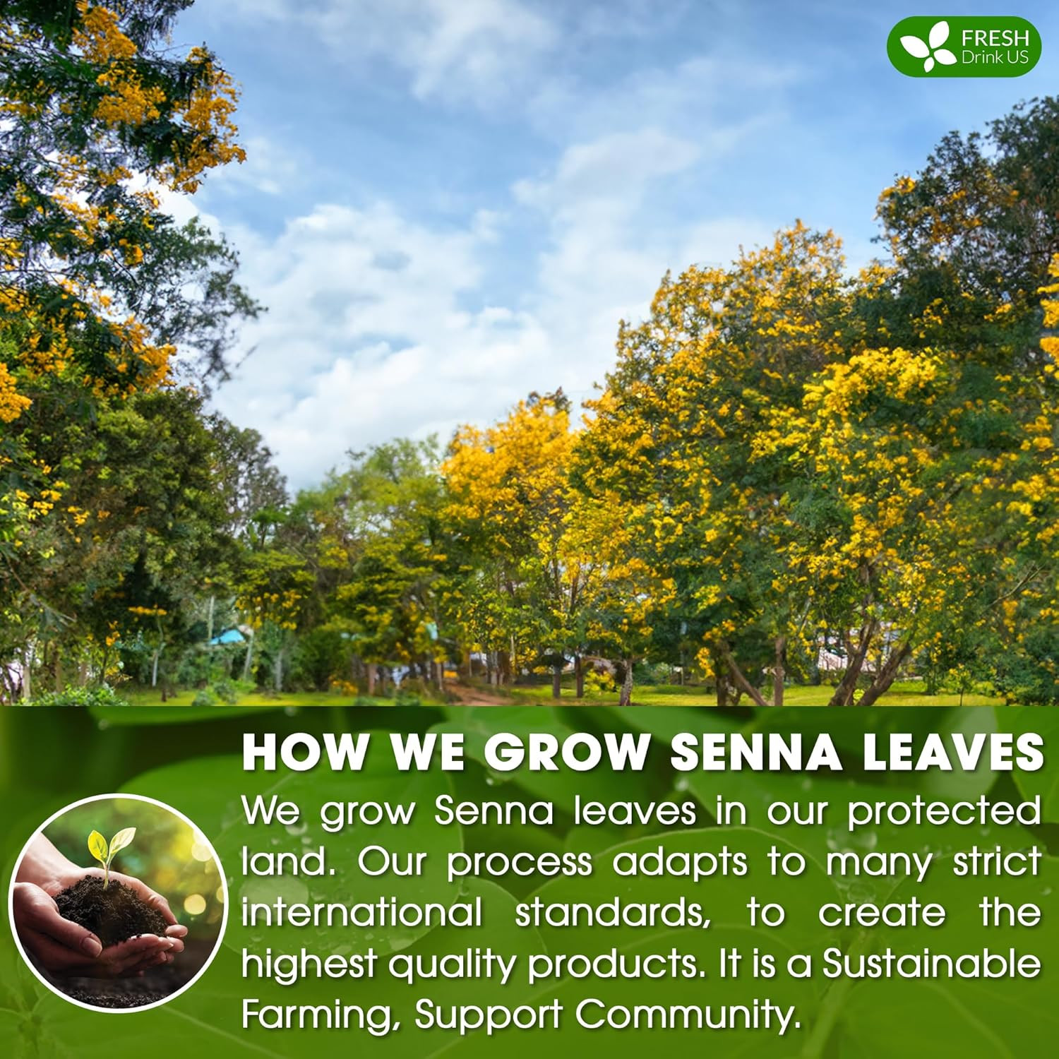 , Premium 135 Senna Leaf Tea Bags, 100% Natural & Pure from Senna Leaves. Loose