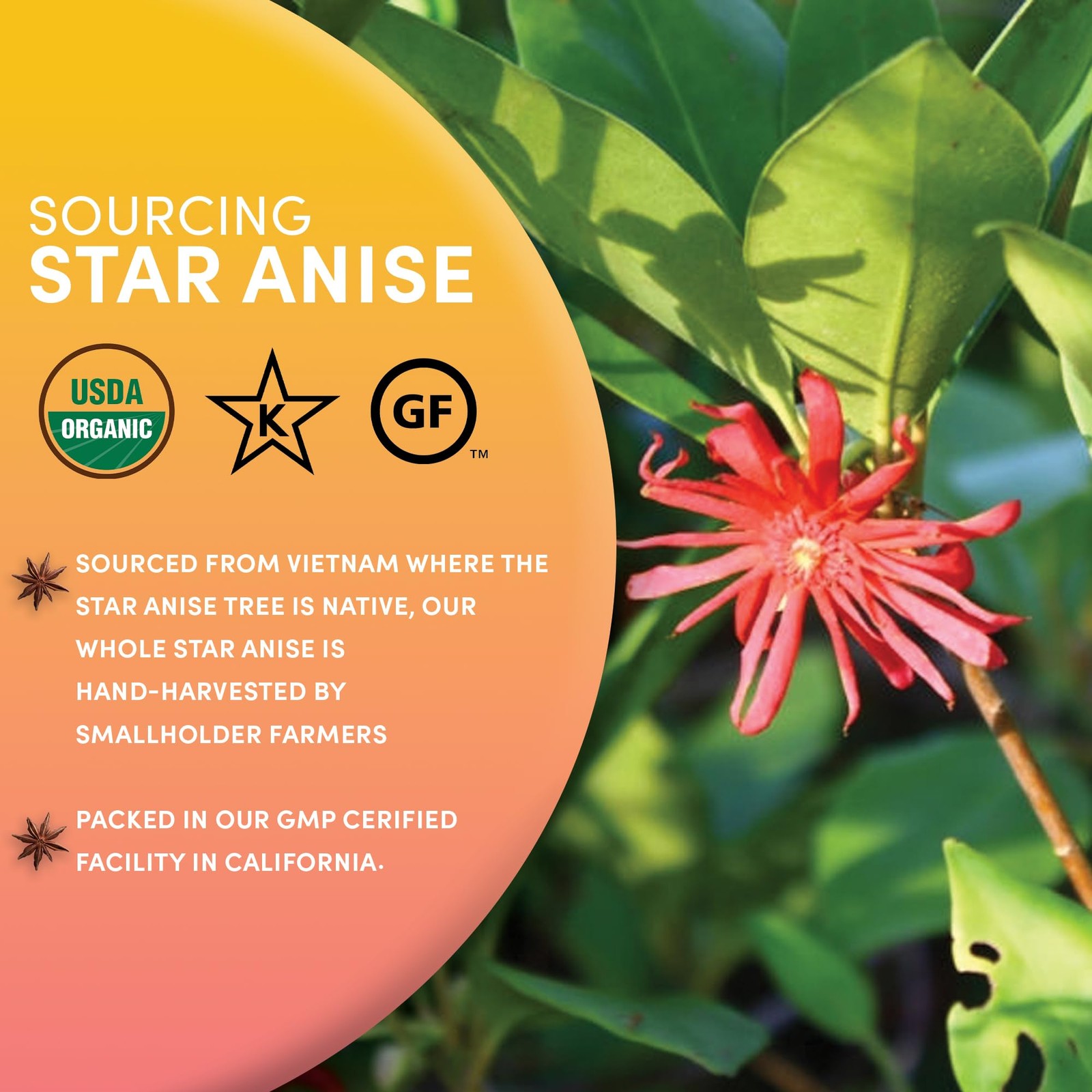 Organic Star Anise Root – 6 oz – 100% Illicium verum – Whole, Fragrant, Anise…