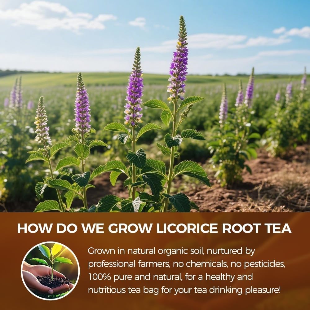 WOTIHA 85 Count Premium Licorice Root Tea Bags – 100% Natural, Promotes Respirat
