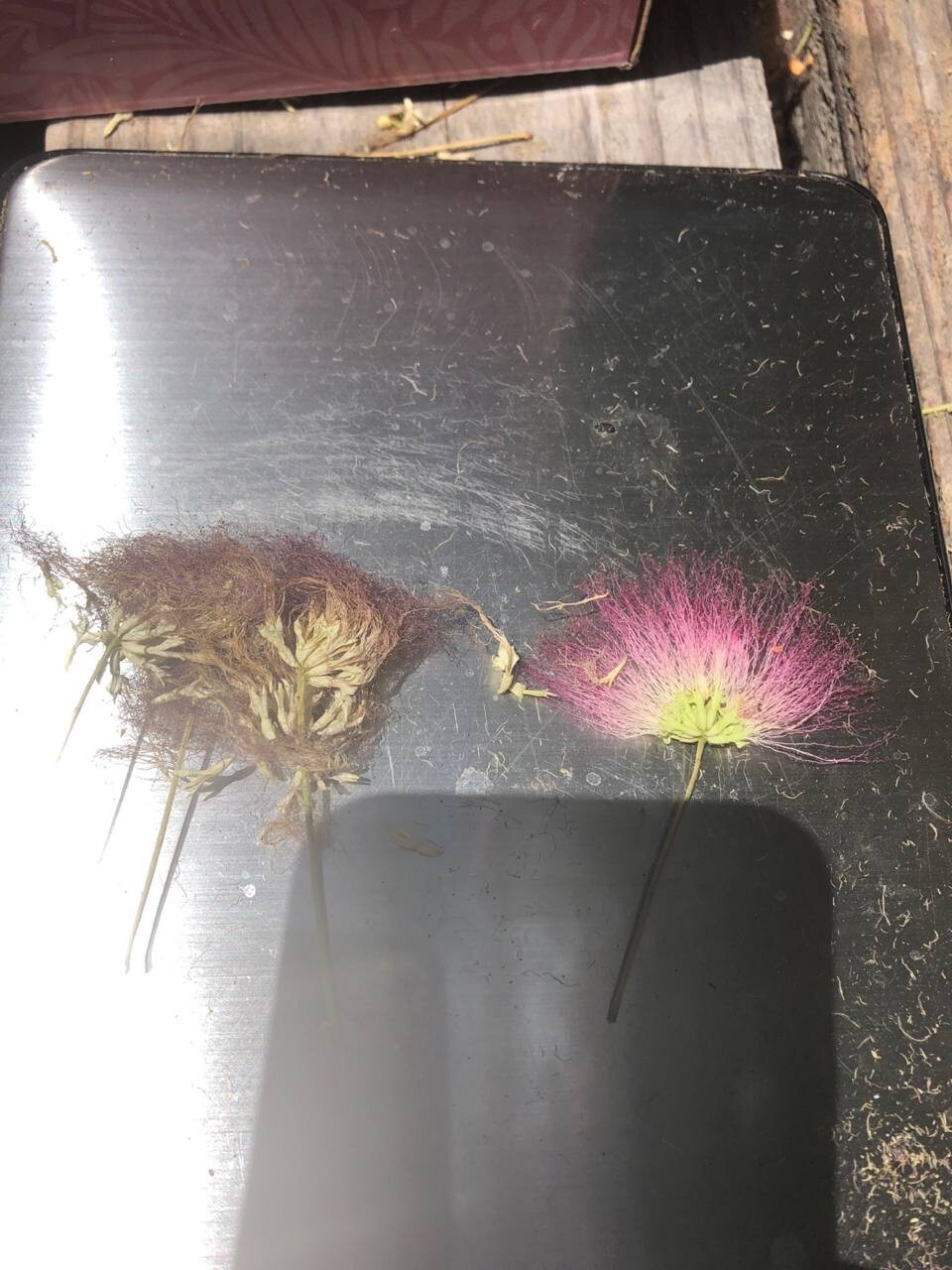 Albizia Julibrissin Mimosa Flower Dried Pink Blossoms Tea Herb Brew Organic