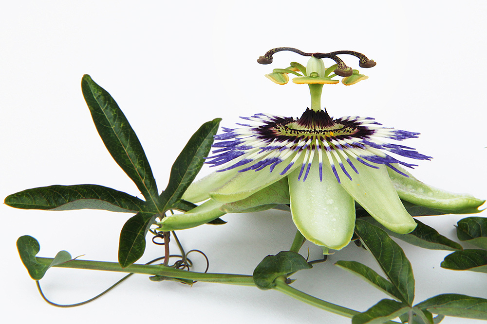Passion Flower – Passiflora incarnata Loose Cut/Sifted by Nature, Wild Crafted