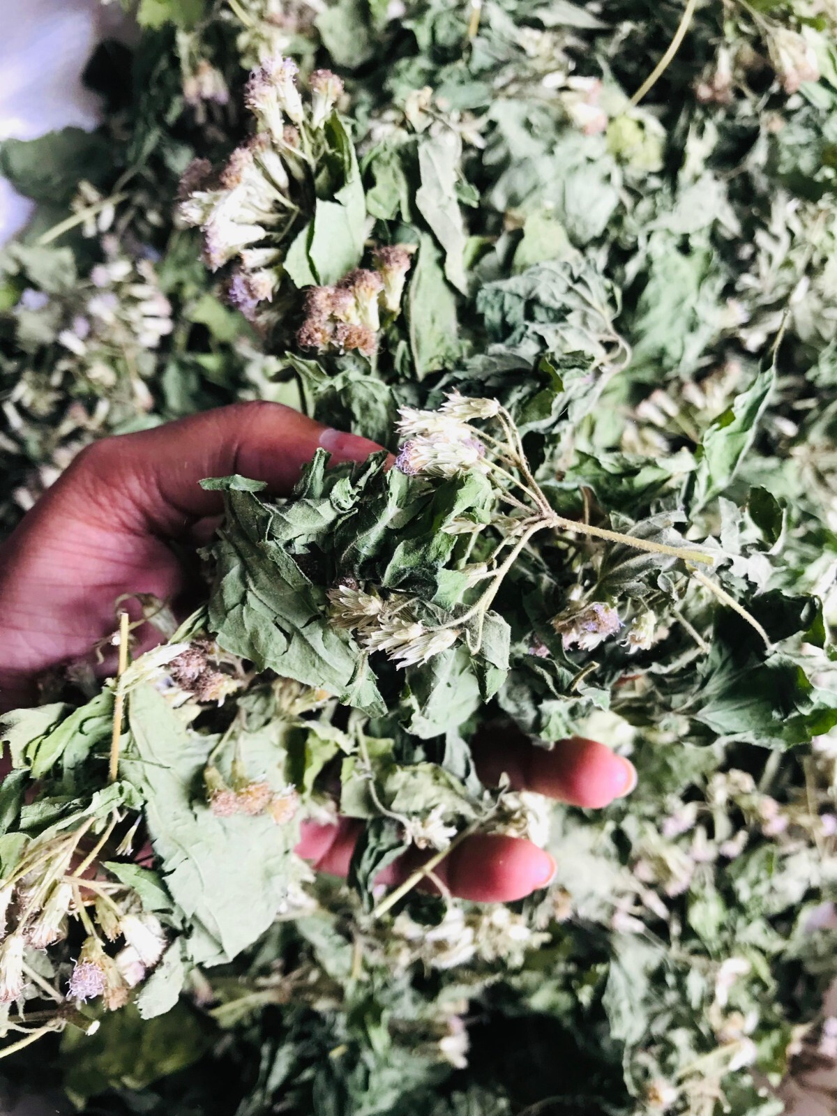 Mexican Dream Herb Calea Zacatechichi Lucid Dream Hand Picked Organic Leaves Tea