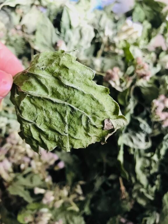 Mexican Dream Herb Calea Zacatechichi | Organic Hand-Picked Leaves for Tea