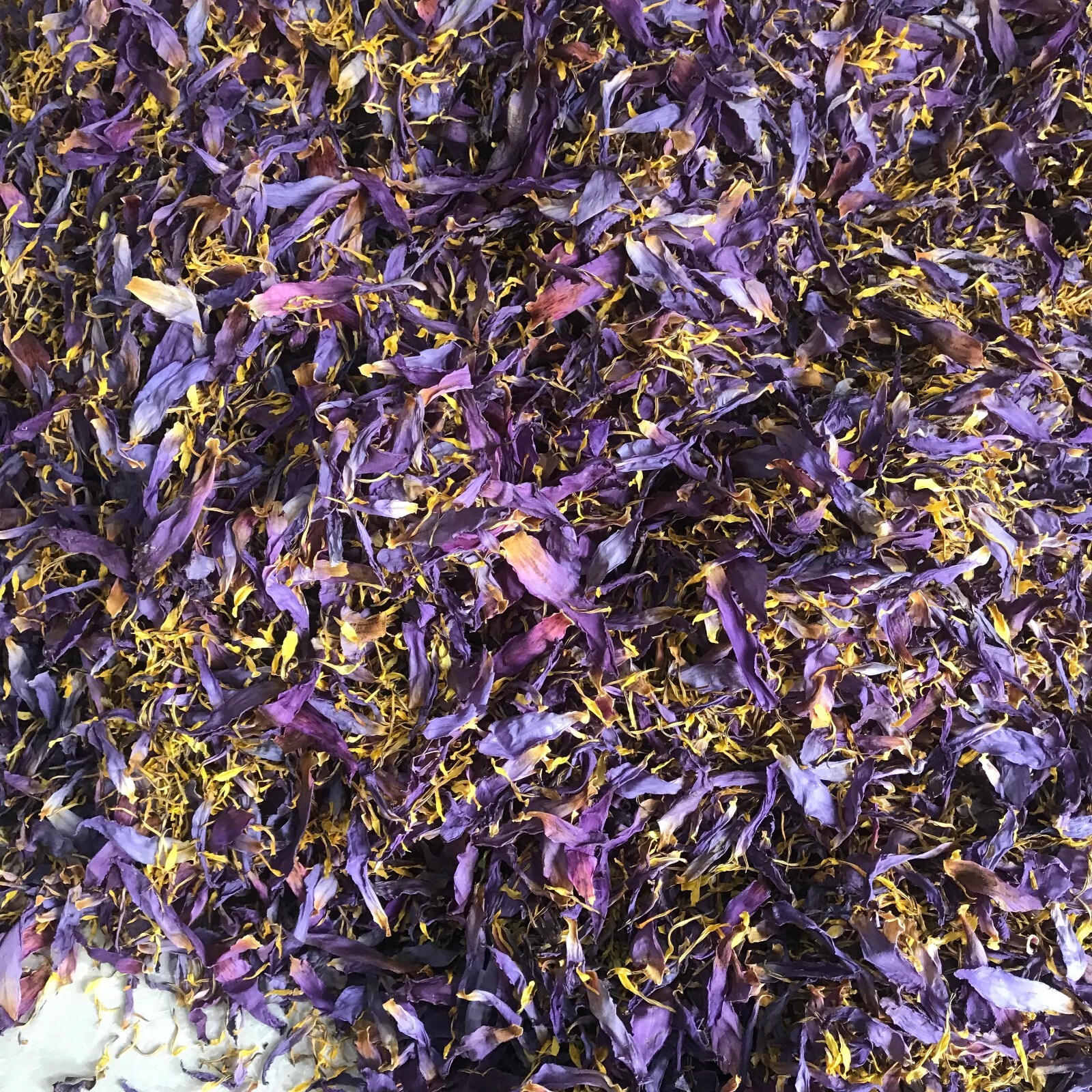 Blue Lotus Petal Stamens Natural Nymphaea Caerulea Flowers Egyptian Organic Tea