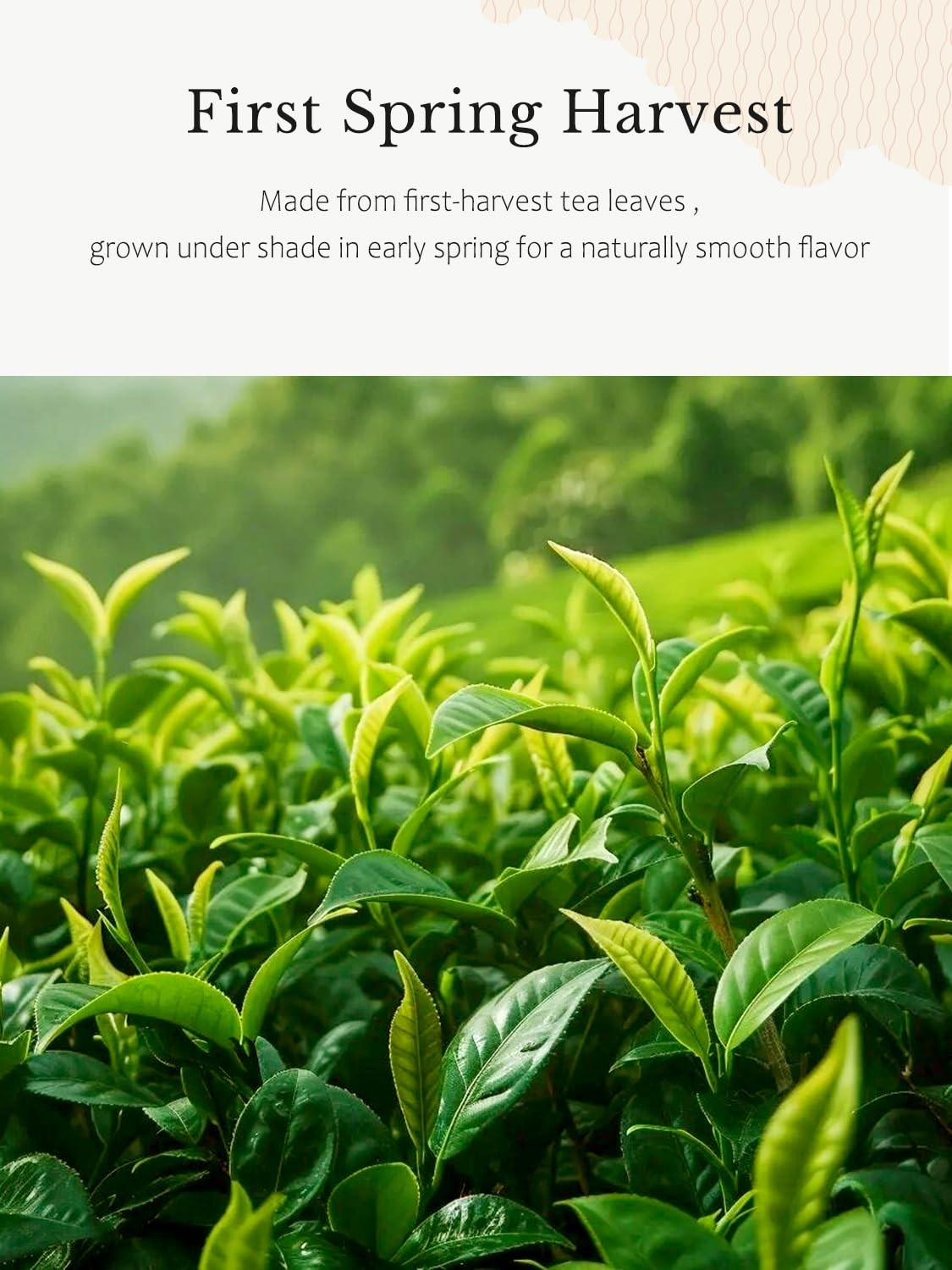 YUZUKI Matcha Powder 40g Japanese Ceremonial Grade Matcha Green Tea Powder …