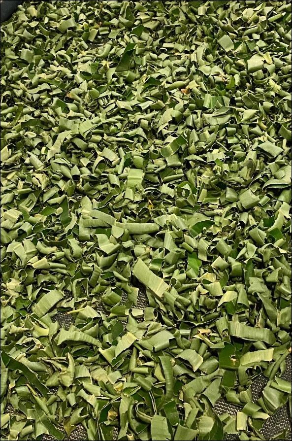 Ceylon Ayurvedic Sun Dried Insulin Plant THEBU LEAVES POWDER Diabetic Tea 100G