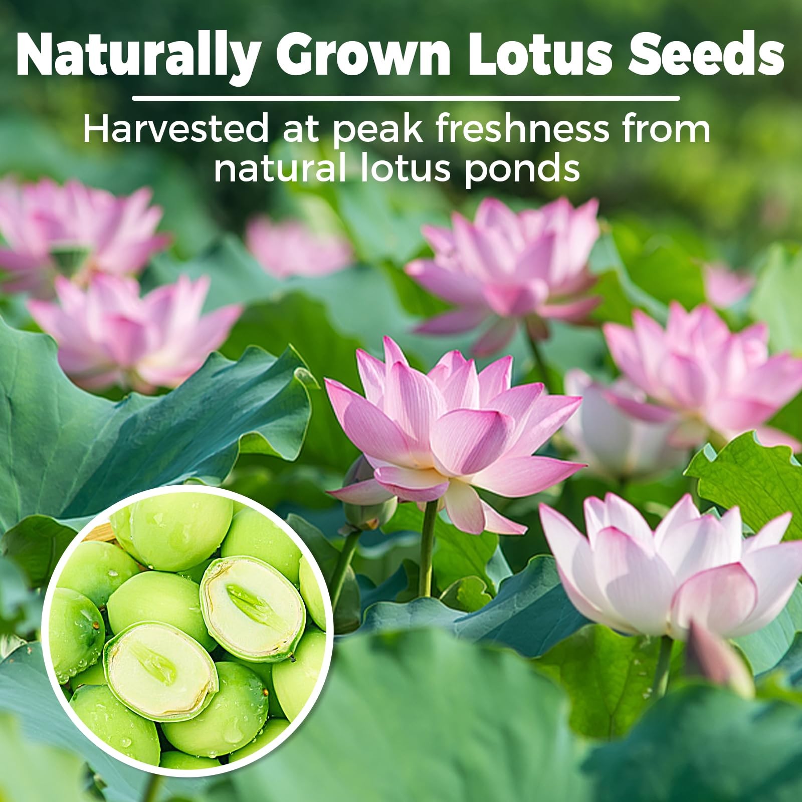 15oz Natural Dried Lotus Seeds, 425g Pure White Lotus Seed, Peeled & De-cored…
