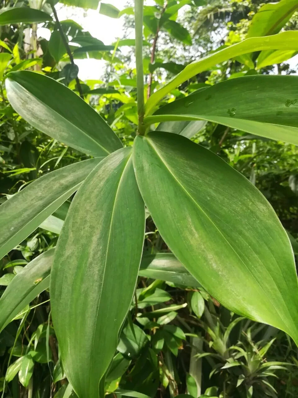 Organic Insulin Plant Leaf Powder (Costus Igneus) For Diabetic Patients (Thebu)