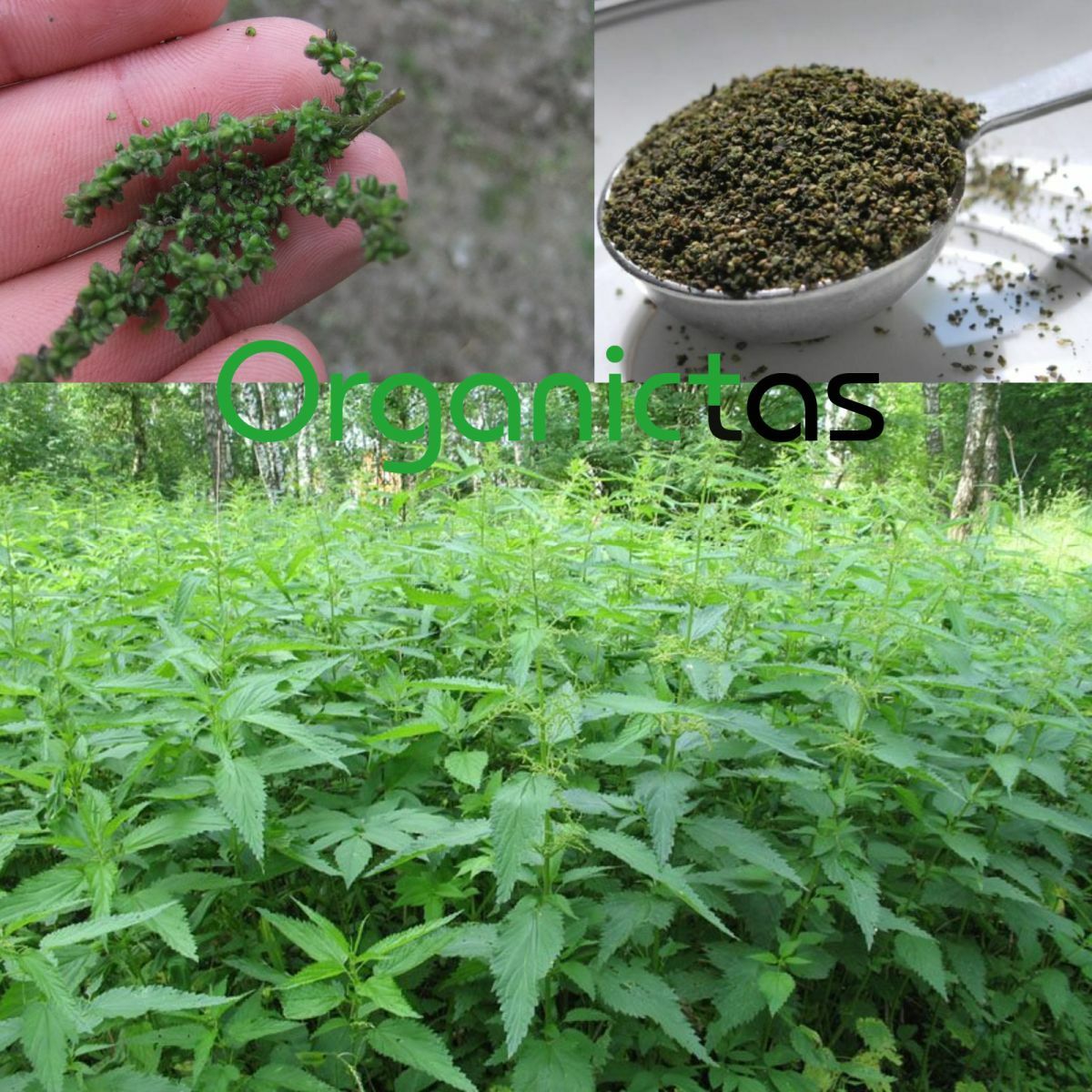 Organic STINGING NETTLE SEEDS Tea Loose Wild Harvest Bulgaria Urtica Dioica