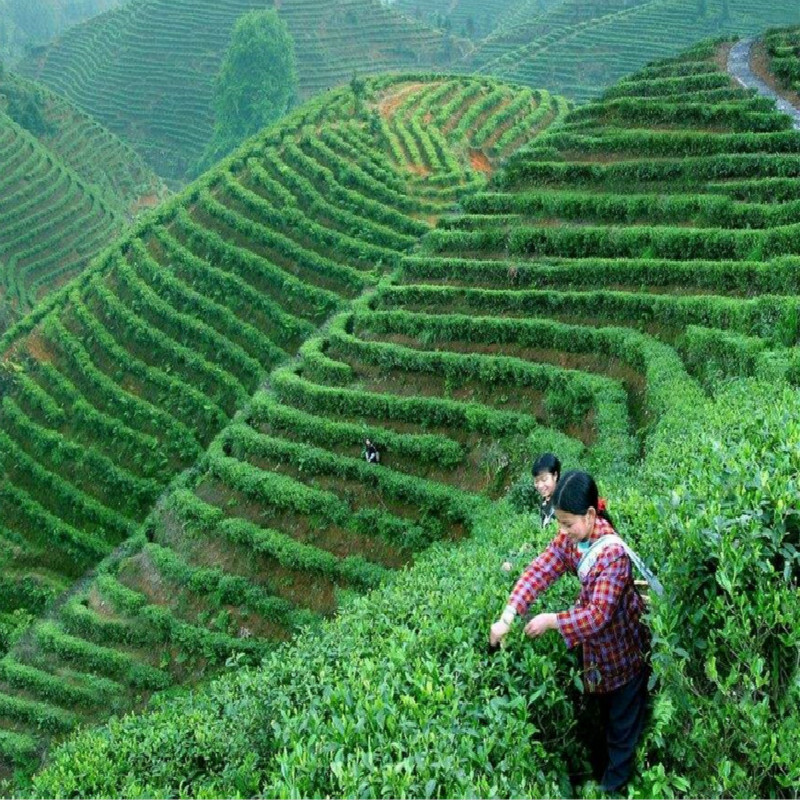 HelloYoung Yunnan Old Tree Black Tea 357g Ancient Dianhong Cake Collection Gift