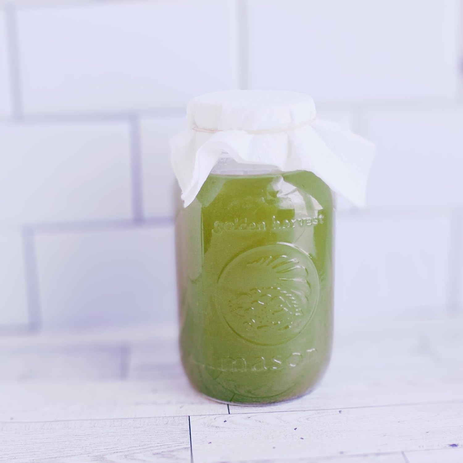 Matcha Kombucha Scoby Starter Kit with Starter Tea to Ferment Culture Healthy