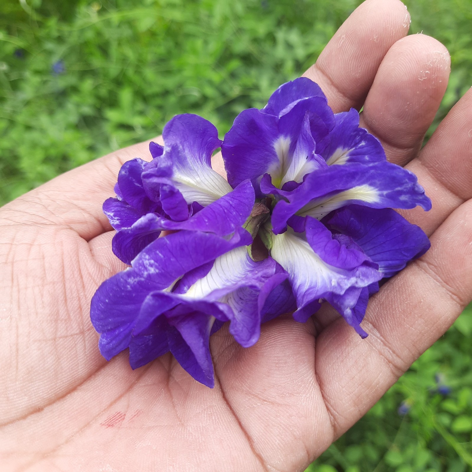 Blue Butterfly Pea Flowers Herb Tea Original CLITORIA TERNATEN 1kg Express ship*