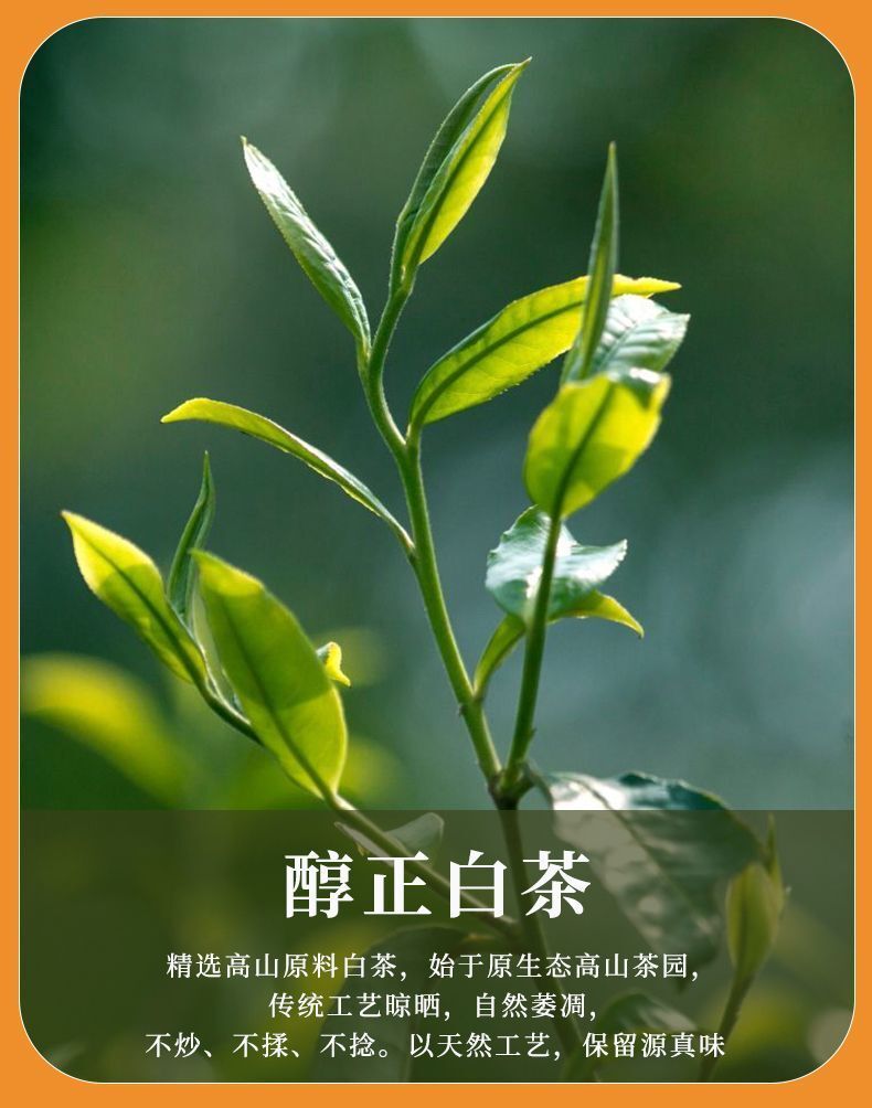 50pcs Chenpi Gongmei White Tea Cake Fuding Xinhui Aged Puerh Tea