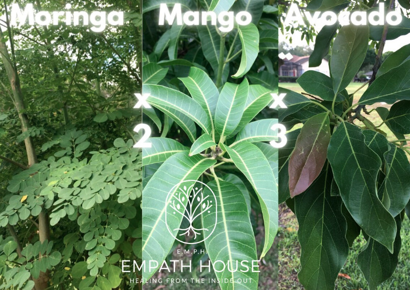 Fresh Mango Leaves Moringa Leaves & Avocado Leaf Mix Combination Freshly Picked
