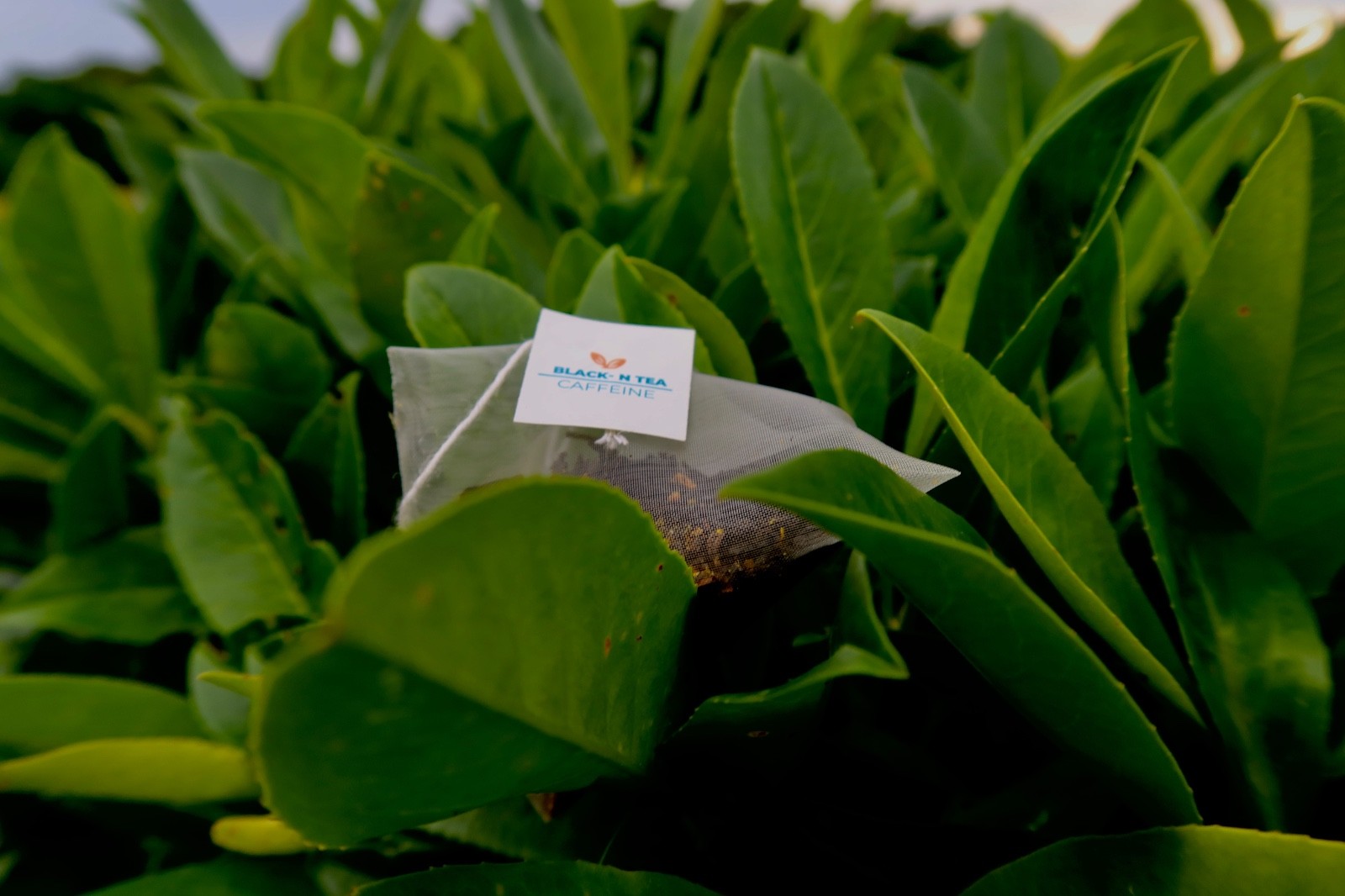 High Caffeine Premium Black Tea | 15 Pyramid Tea Bags | 150mg Caffeine | Energy