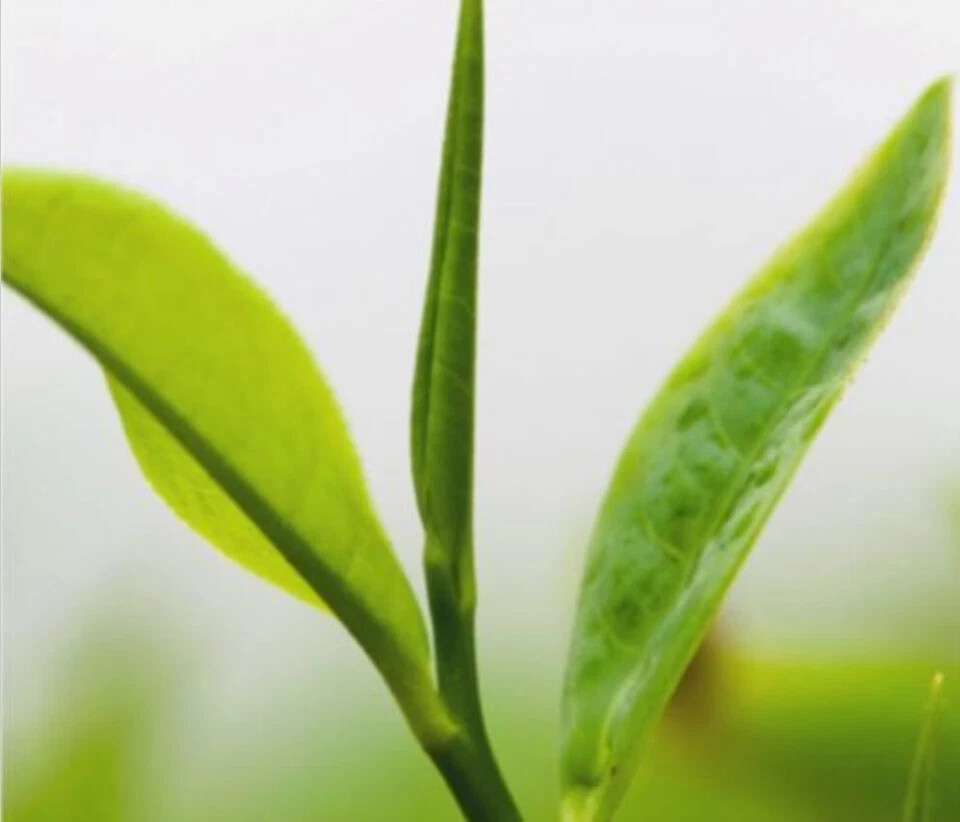 Silver Needle White Tea Loose KENYA Organic Premium Specialty Nandi EXP MAY 2028