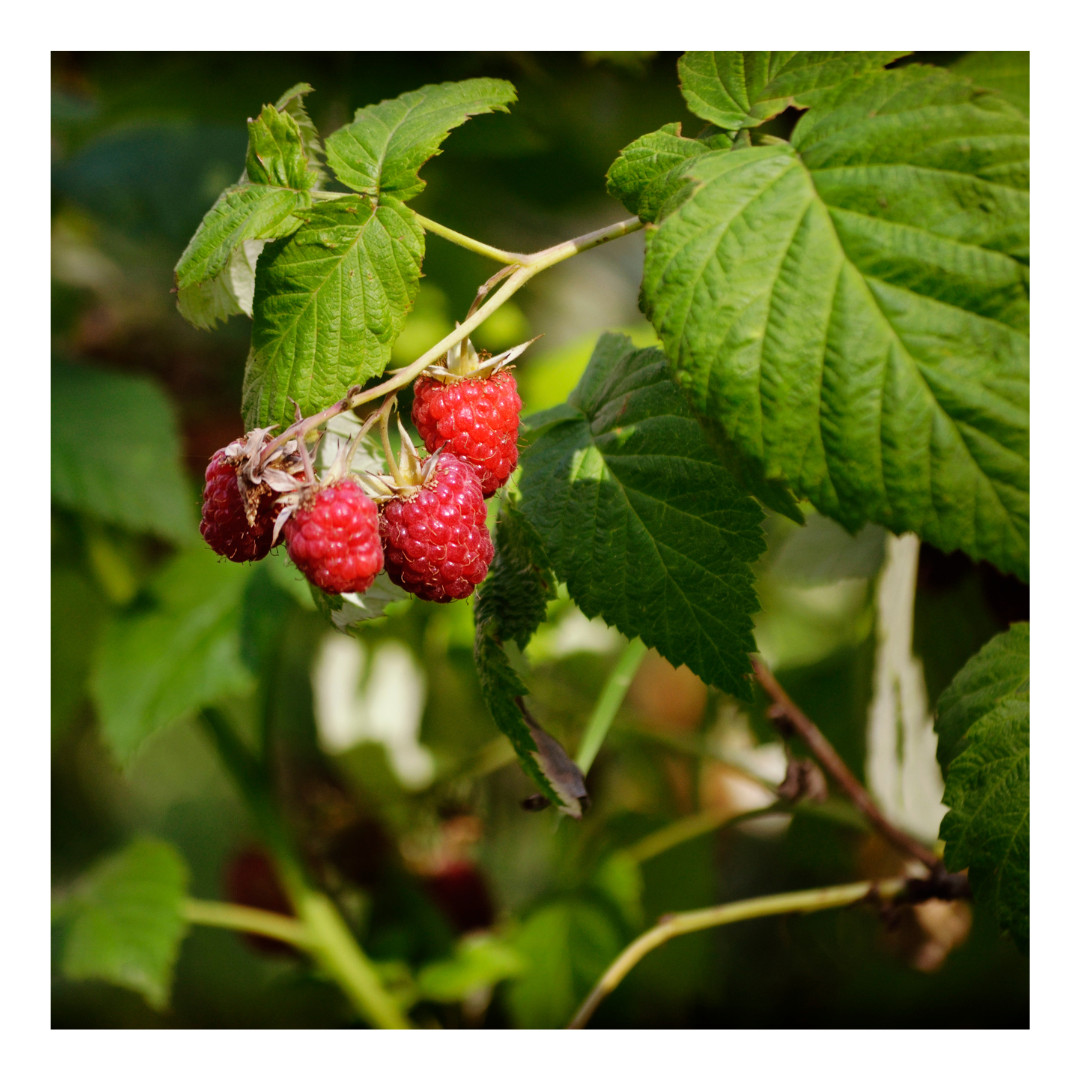 Red Raspberry Leaf | C/S Organic | Dried Cut and Sifted | Rubus Idaeus