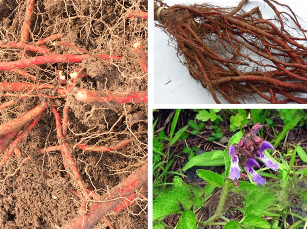 Premium Organic Red Sage Dan Shen Root Salvia Miltiorrhiza Natural Tea