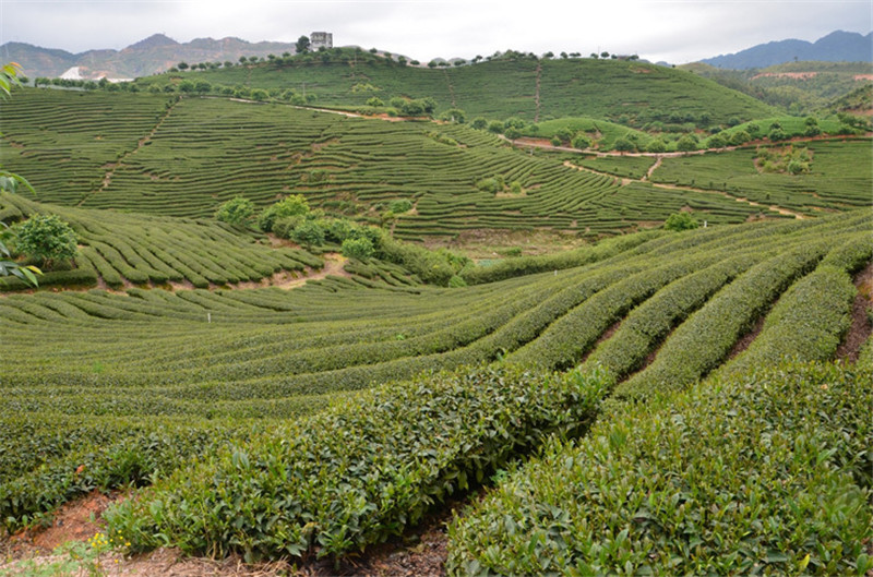 58 Series Black Tea 250g Premium Dian Hong Famous Yunnan Black Tea Dianhong TEA