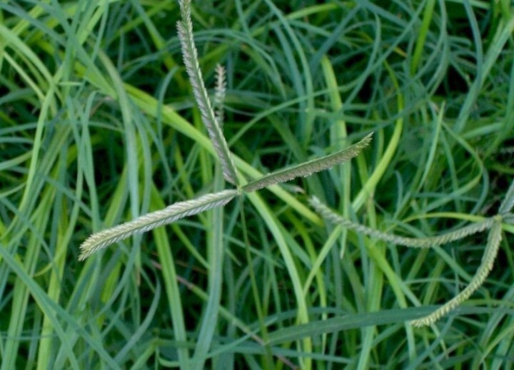 Ayurvedic Dry paragis plant and Powder Eleusine indica Goose Grass 100gr