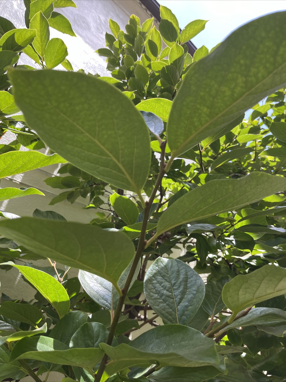 Anti Inflammatory 20 fresh Organic, No Pest. Persimmon leaves for tea. Large