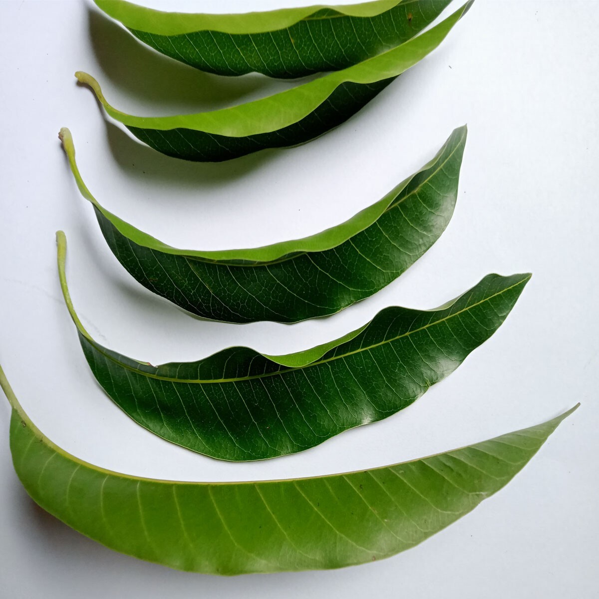 Organic Dried Mangifera Indica (Mango) Leaves – Premium Herbs / tea/ medicine