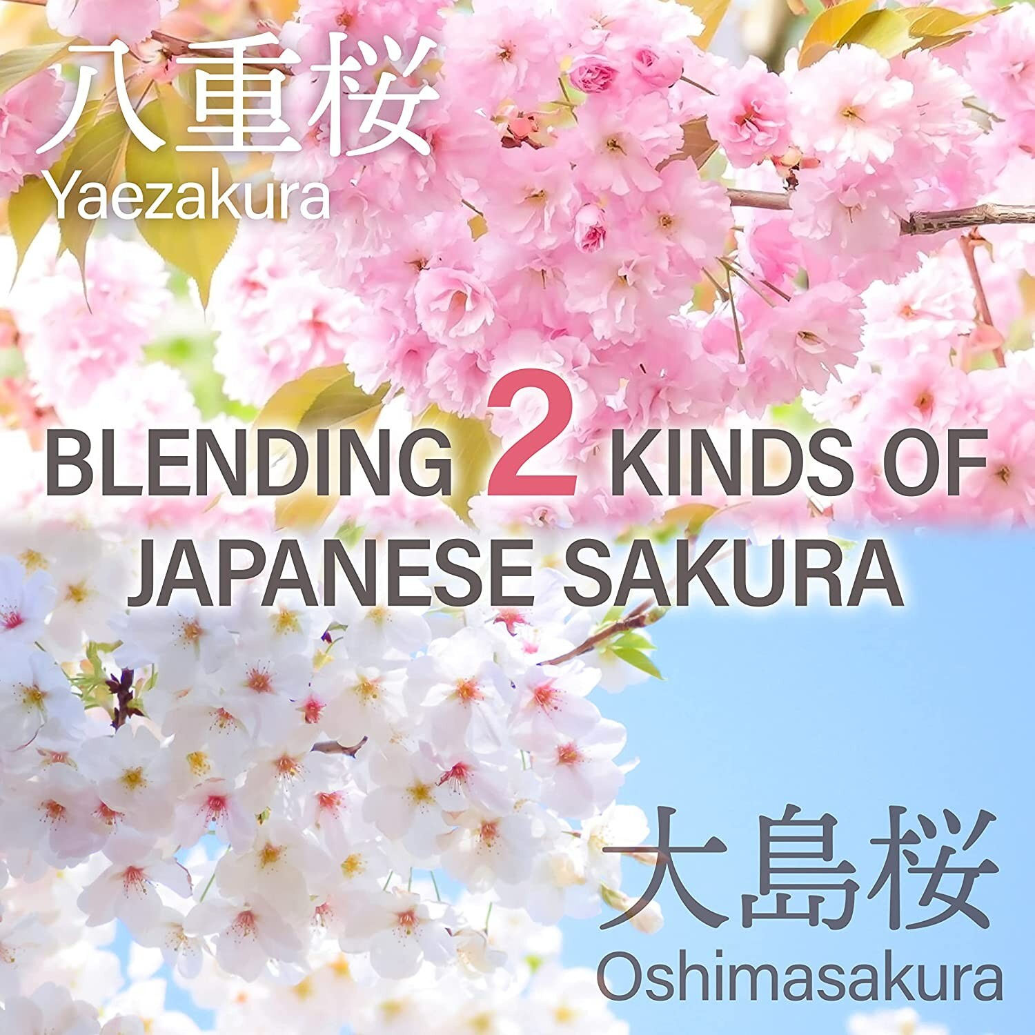 Sakura Latte 100g Powder Cherry Blossom Latte Kyoto Uji Yamasan Made in Japan